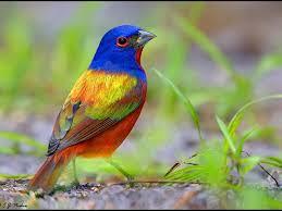 One of our beautiful native birds, the painted bunting