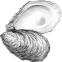 oyster