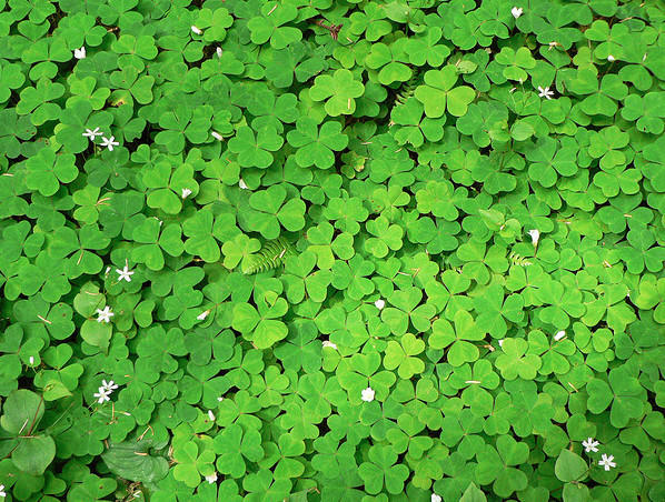 Ground Cover and Low-Maintenance Lawns