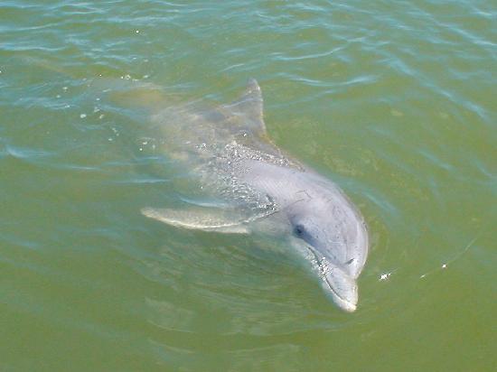 The Bottle Nose Dolphins of Hilton Head Island