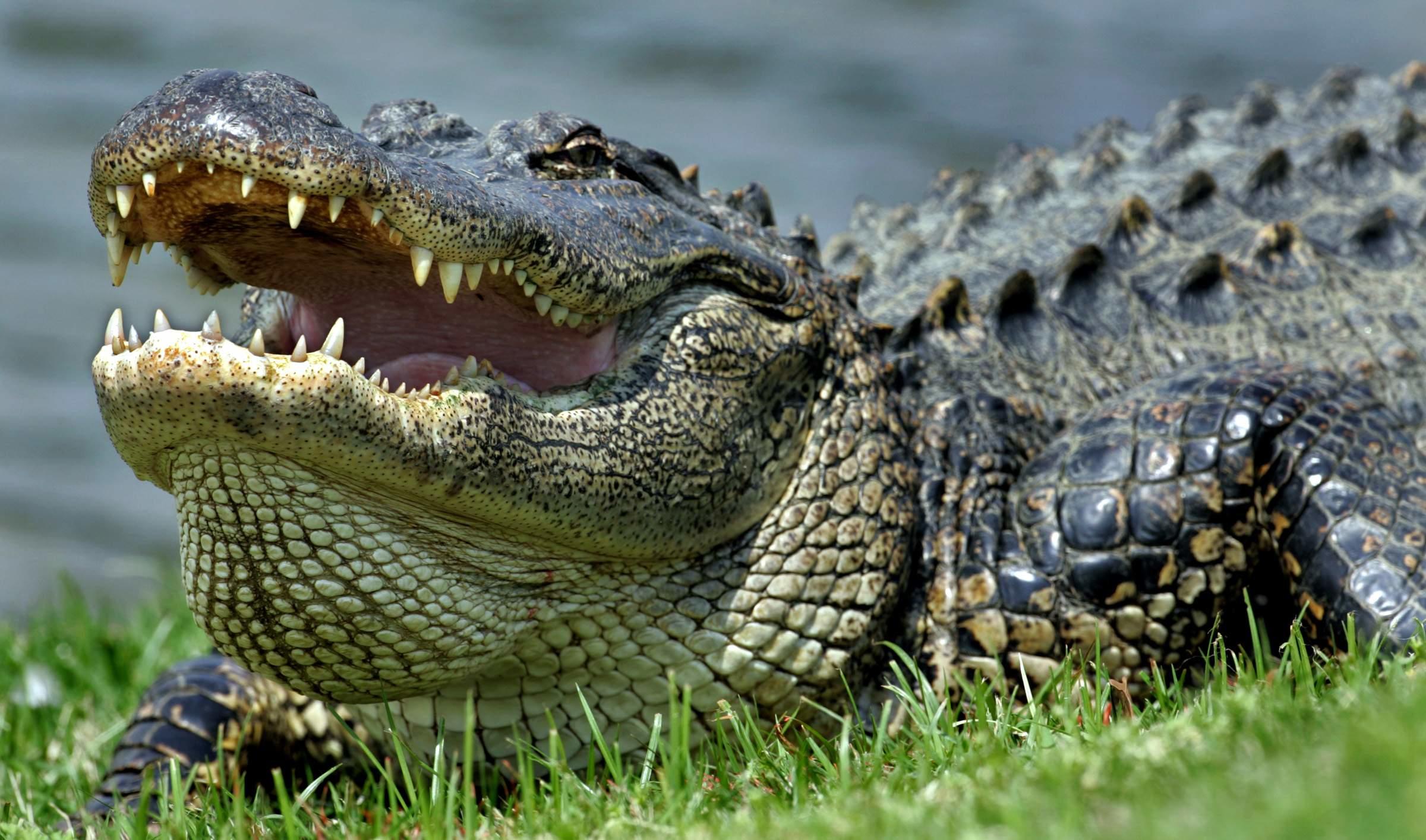 Alligators of Hilton Head Island