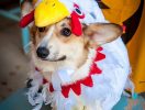 HHIREB’s Halloween Pet Photo Contest Winner