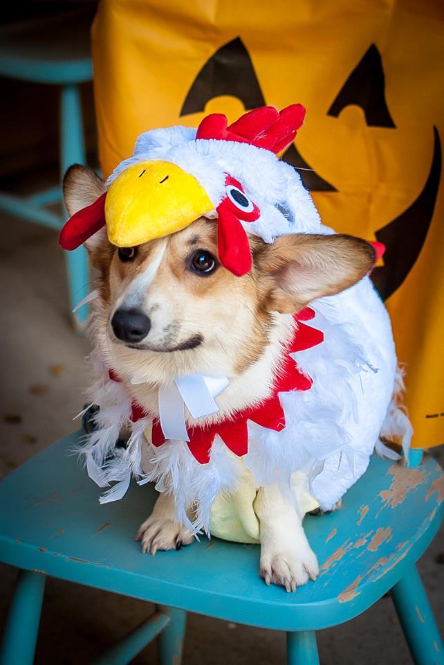 HHIREB Halloween Pet Photo Contest Winner!