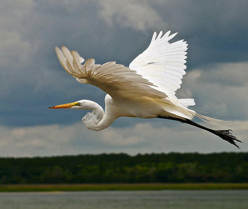 Herons, Storks and Ibis of Hilton Head Island