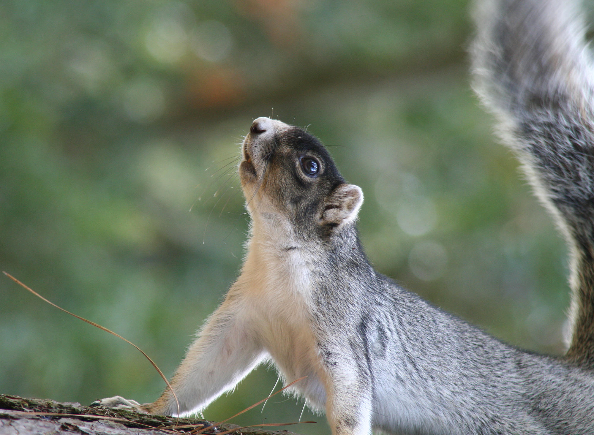 What Kind of Squirrel is that ?!?!