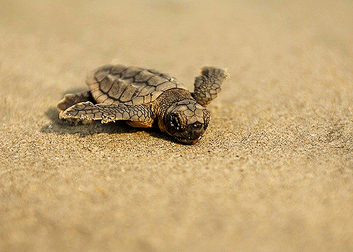 Sea Turtles “Adopt-a-Nest ” program can use your support